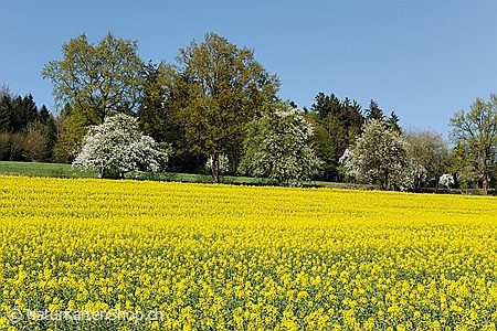 A5-Fotokarte/Klappkarte mit hochwertigem Papierabzug, Einlageblatt und Umschlag. Fototitel: Glückwunschkarte Frühlingslandschaft (Klappkarte, Kunstkarte)