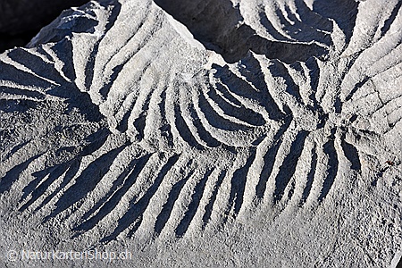 A5-Fotokarte/Klappkarte mit hochwertigem Papierabzug, Einlageblatt und Umschlag. Fototitel: Strukturen (Klappkarte, Kunstkarte)