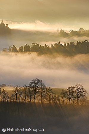 A5-Fotokarte/Klappkarte mit hochwertigem Papierabzug, Einlageblatt und Umschlag. Fototitel: Fotokunstkarte Baumreihe im Gegenlicht (Klappkarte, Kunstkarte)
