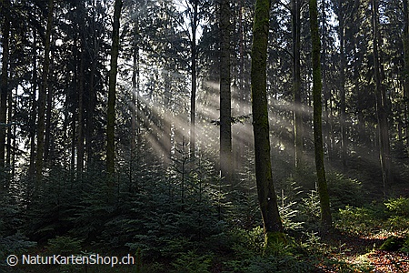 A5-Fotokarte/Klappkarte mit hochwertigem Papierabzug, Einlageblatt und Umschlag. Fototitel: Lichstrahlen im Tannenwald (Klappkarte, Kunstkarte)