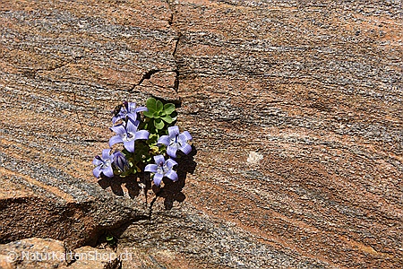 A5-Fotokarte/Klappkarte mit hochwertigem Papierabzug, Einlageblatt und Umschlag. Fototitel: Dankeskarte Glockenblume (Klappkarte, Kunstkarte)