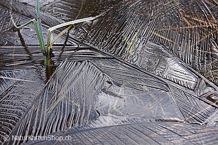A5-Fotokarte/Klappkarte mit hochwertigem Papierabzug, Einlageblatt und Umschlag. Fototitel: Dünne, interessant strukturierte Eisschicht (Klappkarte, Kunstkarte)