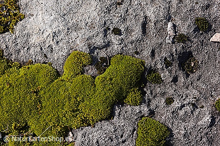 A5-Fotokarte/Klappkarte mit hochwertigem Papierabzug, Einlageblatt und Umschlag. Fototitel: Moos auf Kalkplatte (Klappkarte, Kunstkarte)