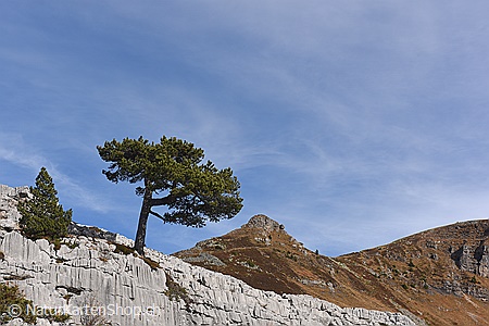 A5-Fotokarte/Klappkarte mit hochwertigem Papierabzug, Einlageblatt und Umschlag. Fototitel: Einzelbaum in Karstlandschaft (Klappkarte, Kunstkarte)