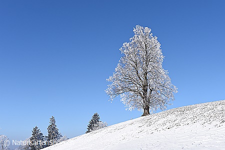 A5-Fotokarte/Klappkarte mit hochwertigem Papierabzug, Einlageblatt und Umschlag. Fototitel: Linde im Winter (Klappkarte, Kunstkarte)