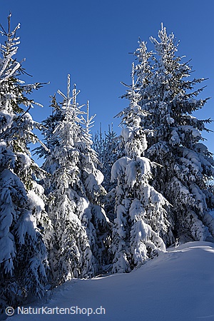 A5-Fotokarte/Klappkarte mit hochwertigem Papierabzug, Einlageblatt und Umschlag. Fototitel: Weihnachtskarte Verschneiter Tannenwald (Klappkarte, Kunstkarte)