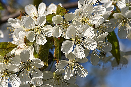 A5-Fotokarte/Klappkarte mit hochwertigem Papierabzug, Einlageblatt und Umschlag. Fototitel: Frische Kirschbaumblüten (Klappkarte, Kunstkarte)