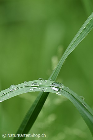 A5-Fotokarte/Klappkarte mit hochwertigem Papierabzug, Einlageblatt und Umschlag. Fototitel: Wassertropfen im Gras (Klappkarte, Kunstkarte)