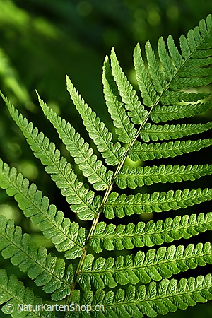 A5-Fotokarte/Klappkarte mit hochwertigem Papierabzug, Einlageblatt und Umschlag. Fototitel: Farnblatt (Klappkarte, Kunstkarte)