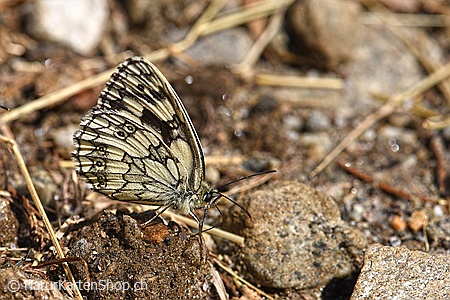 A5-Fotokarte/Klappkarte mit hochwertigem Papierabzug, Einlageblatt und Umschlag. Fototitel: Schmetterling (Klappkarte, Kunstkarte)