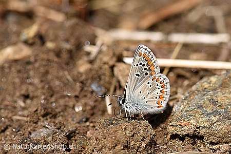 A5-Fotokarte/Klappkarte mit hochwertigem Papierabzug, Einlageblatt und Umschlag. Fototitel: Zierlicher Schmetterling (Klappkarte, Kunstkarte)