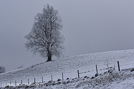 A5-Fotokarte/Klappkarte mit hochwertigem Papierabzug, Einlageblatt und Umschlag. Fototitel: Baum auf Hügel mit Zaun (Klappkarte, Kunstkarte)
