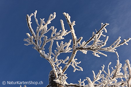 A5-Fotokarte/Klappkarte mit hochwertigem Papierabzug, Einlageblatt und Umschlag. Fototitel: Gefrorener Schnee (Klappkarte, Kunstkarte)