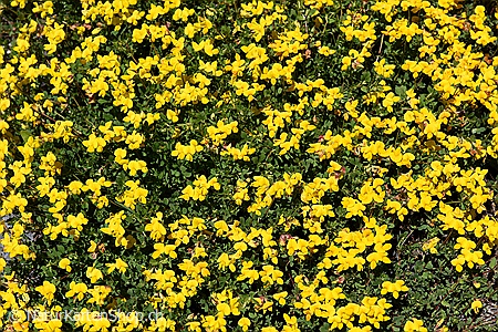 A5-Fotokarte/Klappkarte mit hochwertigem Papierabzug, Einlageblatt und Umschlag. Fototitel: Blumen in Gelb (Klappkarte, Kunstkarte)