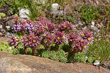A5-Fotokarte/Klappkarte mit hochwertigem Papierabzug, Einlageblatt und Umschlag. Fototitel: Fröhliche Blütenpracht auf Fels (Klappkarte, Kunstkarte)