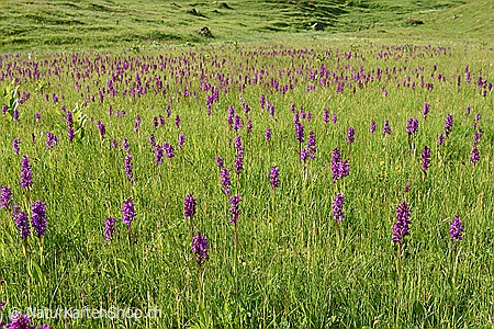 A5-Fotokarte/Klappkarte mit hochwertigem Papierabzug, Einlageblatt und Umschlag. Fototitel: Wiese mit blühenden Orchideen (Klappkarte, Kunstkarte)