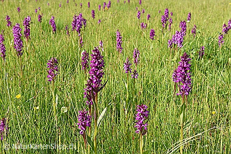 A5-Fotokarte/Klappkarte mit hochwertigem Papierabzug, Einlageblatt und Umschlag. Fototitel: Blühende Orchideen (Klappkarte, Kunstkarte)