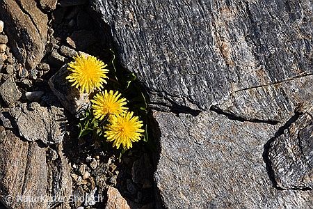 A5-Fotokarte/Klappkarte mit hochwertigem Papierabzug, Einlageblatt und Umschlag. Fototitel: Gelbe Blumen zwischen Felsen (Klappkarte, Kunstkarte)