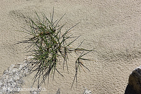 A5-Fotokarte/Klappkarte mit hochwertigem Papierabzug, Einlageblatt und Umschlag. Fototitel: Leben im Sand (Klappkarte, Kunstkarte)