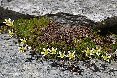 A5-Fotokarte/Klappkarte mit hochwertigem Papierabzug, Einlageblatt und Umschlag. Fototitel: Zierliche Blüten (Klappkarte, Kunstkarte)