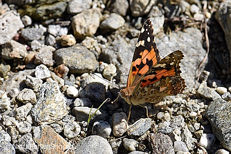 A5-Fotokarte/Klappkarte mit hochwertigem Papierabzug, Einlageblatt und Umschlag. Fototitel: Distelfalter (Klappkarte, Kunstkarte)