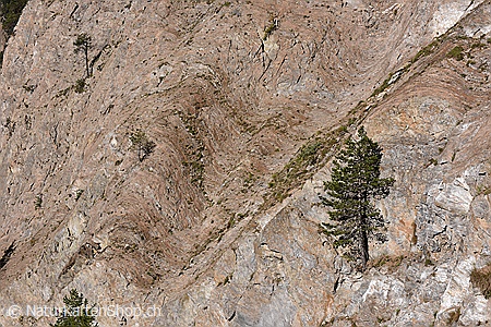 A5-Fotokarte/Klappkarte mit hochwertigem Papierabzug, Einlageblatt und Umschlag. Fototitel: Felswand mit Arve (Klappkarte, Kunstkarte)