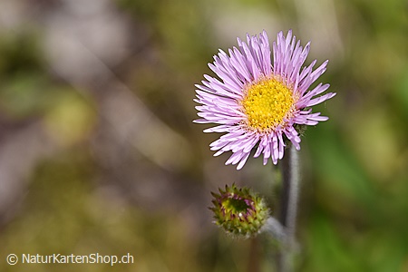 A5-Fotokarte/Klappkarte mit hochwertigem Papierabzug, Einlageblatt und Umschlag. Fototitel: Kleine Blüte (Klappkarte, Kunstkarte)