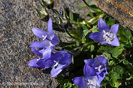 A5-Fotokarte/Klappkarte mit hochwertigem Papierabzug, Einlageblatt und Umschlag. Fototitel: Blaue Glockenblumen (Klappkarte, Kunstkarte)