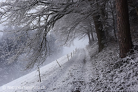 A5-Fotokarte/Klappkarte mit hochwertigem Papierabzug, Einlageblatt und Umschlag. Fototitel: Weg am Waldrand (Klappkarte, Kunstkarte)