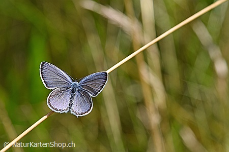A5-Fotokarte/Klappkarte mit hochwertigem Papierabzug, Einlageblatt und Umschlag. Fototitel: Kleiner blauer Schmetterling (Klappkarte, Kunstkarte)
