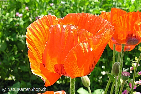 A5-Fotokarte/Klappkarte mit hochwertigem Papierabzug, Einlageblatt und Umschlag. Fototitel: Schlaf-Mohn (Klappkarte, Kunstkarte)