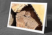 Fotokarte: Maus