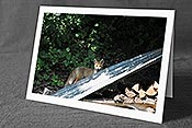 Fotokarte C086426: Fuchs im Siedlungsgebiet