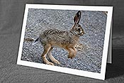 Fotokarte C097277: Junger Hase