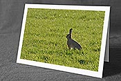Fotokarte C102176: Hase sitzt in Wiese
