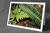 Fotokarte C115045: Farnblätter