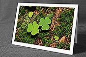 Fotokarte C115051: Zwei Kleeblätter auf Waldboden