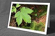 Fotokarte C115054: Grusskarte Grünes Ahornblatt