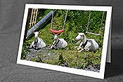 Fotokarte C116114: Grusskarte Siesta der Ziegen auf einem Spielplatz