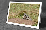 Fotokarte: Zwei junge Murmeltiere