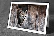 Fotokarte C123500: Hauskatze
