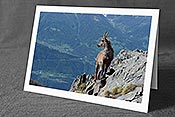 Fotokarte C126049: Steingeiss blickt von Felsgrat ins Tal