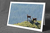 Fotokarte: Zwei junge Gämsen