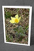 Fotokarte C135728: Blühende Schwefelanemone