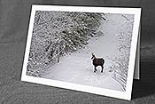 Fotokarte C143048: Gämse im Winter