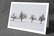 Fotokarte C143579: Baumreihe im Winter