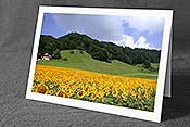 Fotokarte ESCN3255: Sonnenblumenfeld