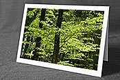 Fotokarte F035194: Frühlingswald