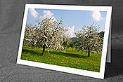 Fotokarte F035291: Blühende Apfelbäume