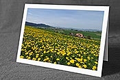 Fotokarte F057215: Frühlingslandschaft mit blühender Löwenzahnwiese